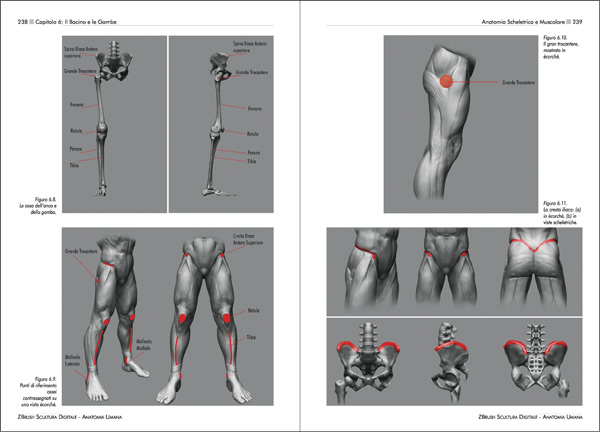 ZBrush Scultura Digitale - Anatomia Umana - pagine 238 - 239